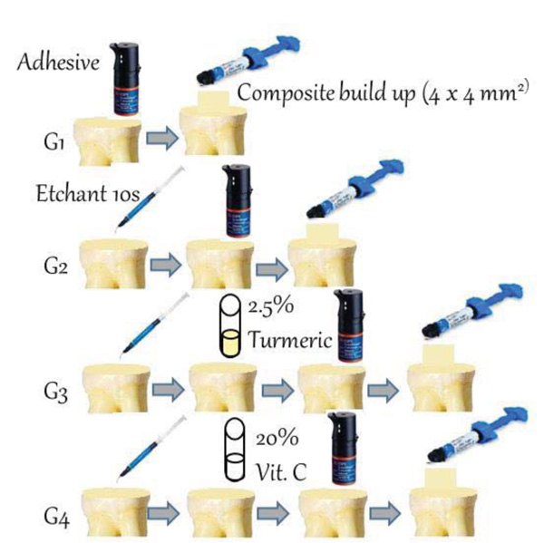 Effect of Curcumin Suspension and Vitamin C on Dentin Shear Bond Strength and Durability. A Pilot Study