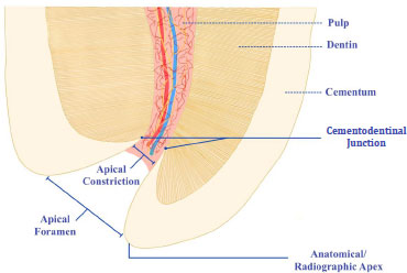 Electronic Apex Locators and their Implications in Contemporary Clinical Practice: A Review