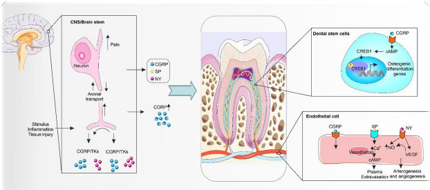 Dental Tissue Engineering by Neural Differentiation of Dental Stem Cells and Nano-systems: A Review
